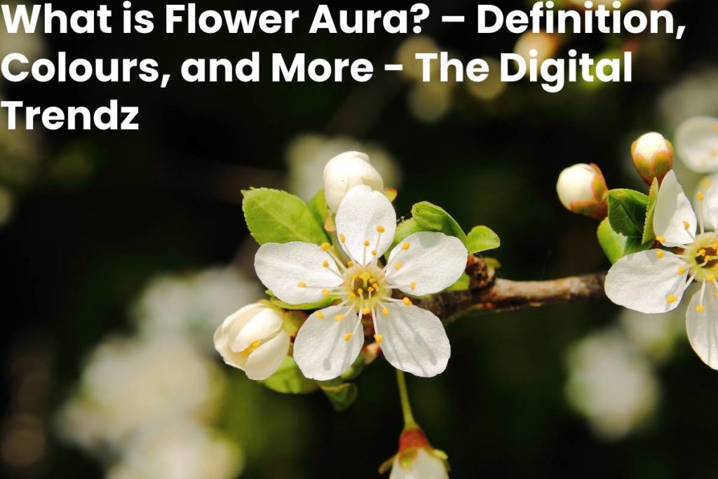 What is Flower Aura? – Definition, Colours, and More - The Digital Trendz