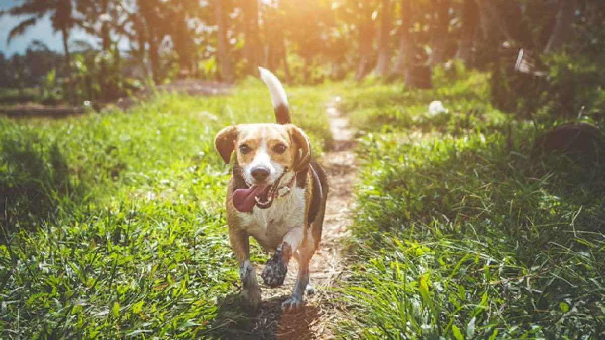 The Quest To Find The Right Dog Supplements