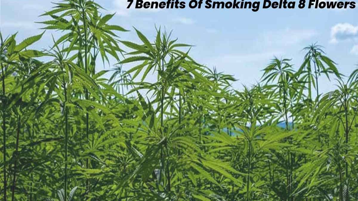 7 Benefits Of Smoking Delta 8 Flowers