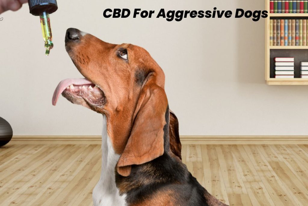CBD For Aggressive Dogs