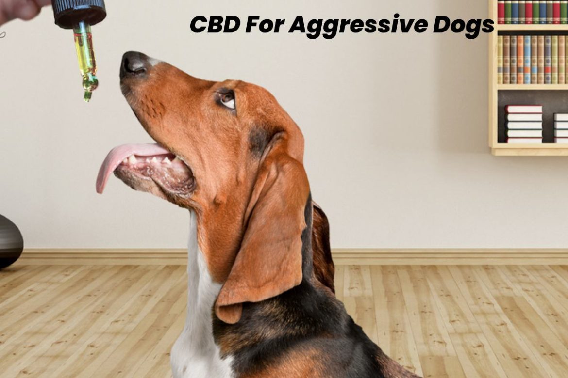 CBD For Aggressive Dogs
