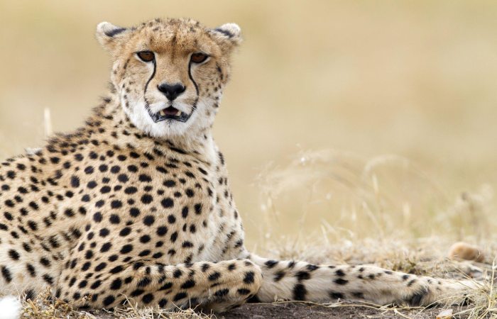 Overview of the Cheetah Population