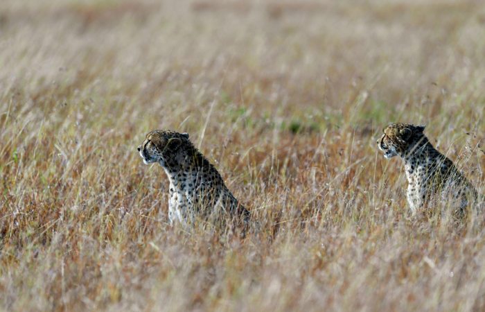 Reasons Behind the Decline of Cheetah Numbers